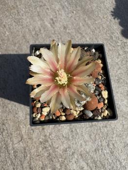 Eriocactus napina